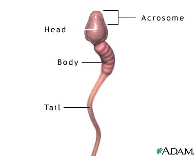 sperm-structure
