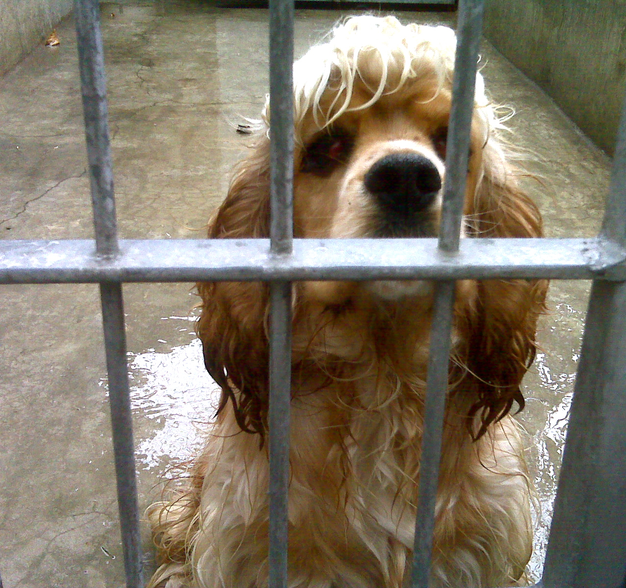 sick dog at animal shelter/dog pound